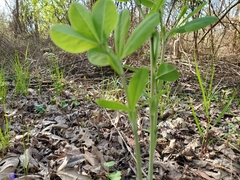 Baptisia alba macrophylla