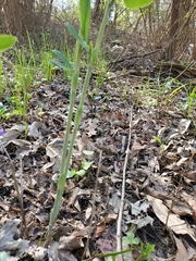 Baptisia alba macrophylla