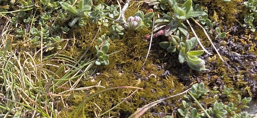 Flexitrichum gracile observed 2026-04-25