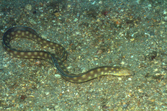 Myrichthys breviceps