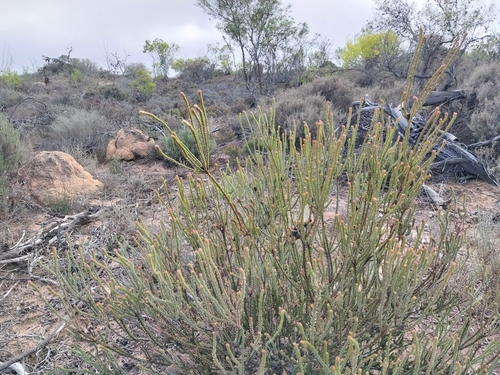 Leucadendron thymifolium, photograph 3