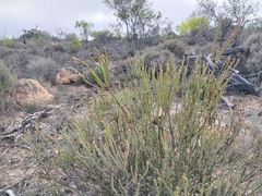 Leucadendron thymifolium, photograph (c) De Waal Hugo, some rights reserved (CC BY)