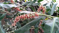 Hedychium