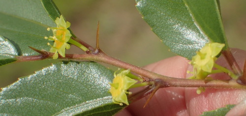 Image of Ziziphus zeyheriana by (c) Nicola van Berkel, some rights reserved (CC BY-SA)