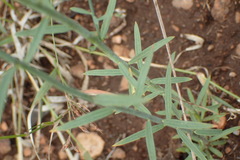 Lasiosiphon sericocephalus