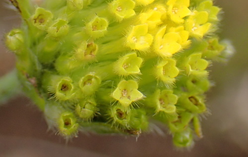 Image of Lasiosiphon sericocephalus by (c) Nicola van Berkel, some rights reserved (CC BY-SA)