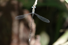 Lestes tenuatus