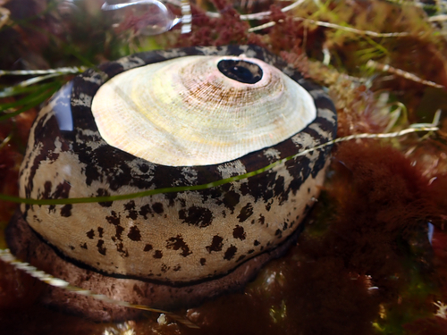 Giant Keyhole Limpet