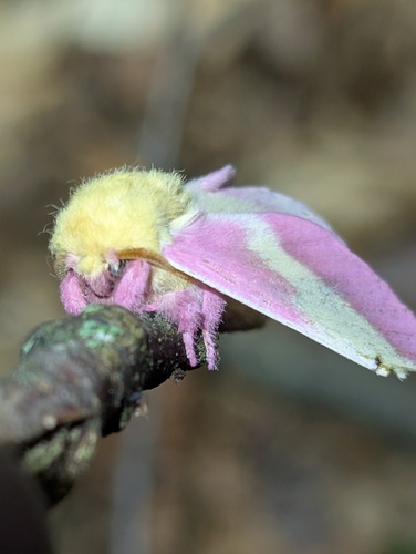 Rosy maple moth