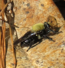 Laphria flavicollis