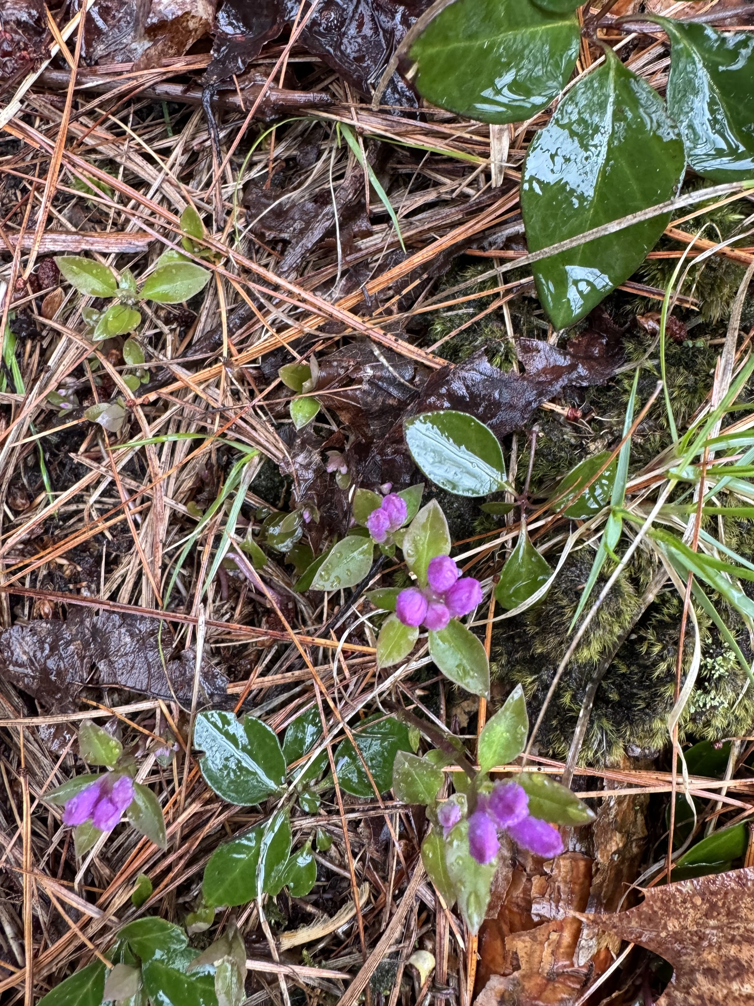 Imagem de Polygaloides paucifolia