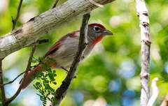 Piranga roseogularis