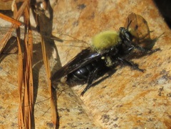 Laphria flavicollis
