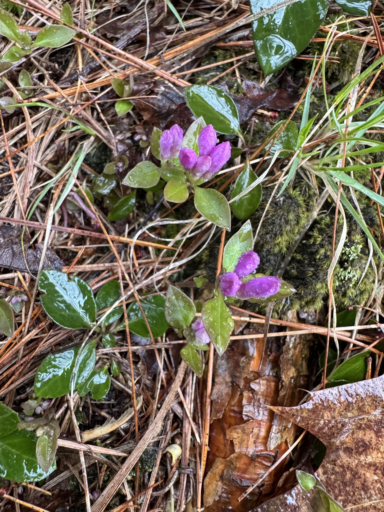 Imagem de Polygaloides paucifolia