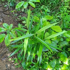 Ocotea guianensis, photograph (c) Guillaume Delaitre, some rights reserved (CC BY)