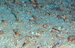 Gorgasia maculata