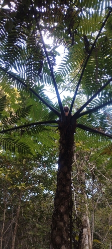 Cyathea phalerata, photograph 4