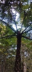 Cyathea phalerata, photograph (c) André Ferrari, some rights reserved (CC BY)