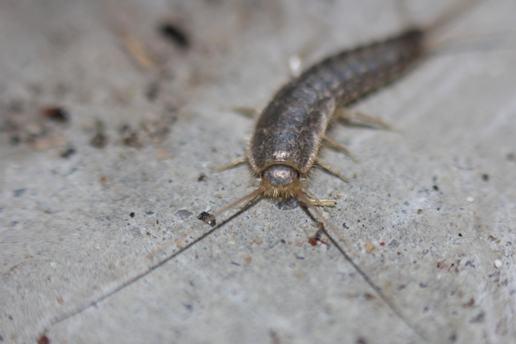 Ctenolepisma