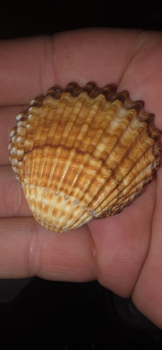 Acanthocardia tuberculata