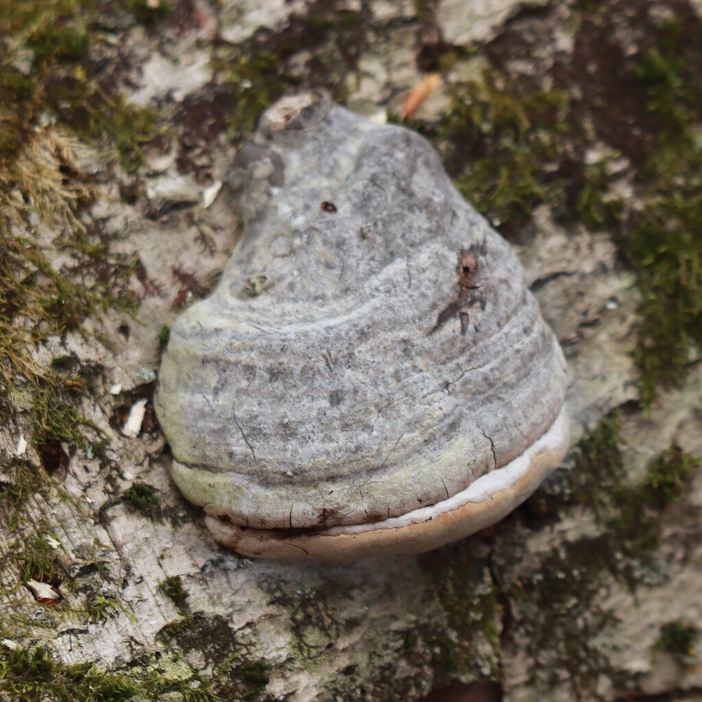 Fomes excavatus · April 2026 · photo: © apgarm (iNaturalist, cc-by-nc)