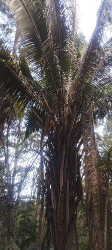 Attalea dubia, photograph 5