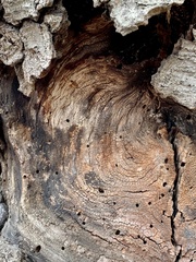 Neonectria ditissima