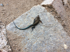 Aspidoscelis lineattissimus