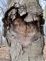 Neonectria ditissima