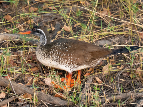 iNaturalist image