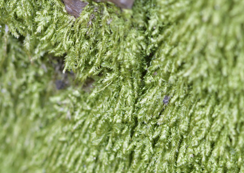 Plagiothecium laetum, 2026-04-25