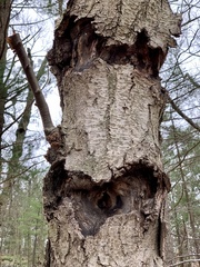 Neonectria ditissima