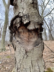 Neonectria ditissima