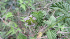 Lantana grisebachii