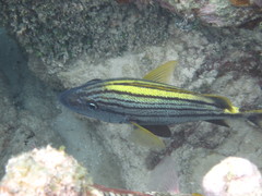 Haemulon macrostoma