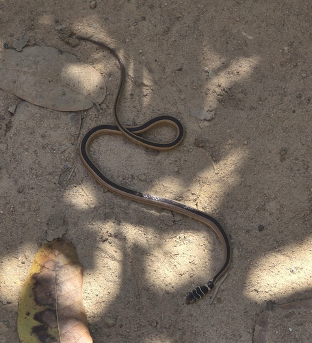 Dwarf Sand Snake