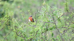 Poospiza nigrorufa