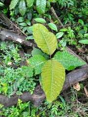 Palicourea guianensis, photograph (c) Guillaume Delaitre, some rights reserved (CC BY)