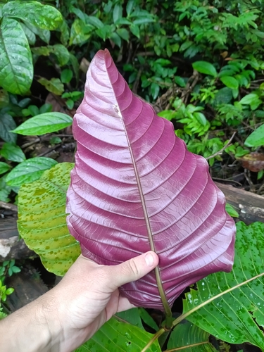 Palicourea guianensis, photograph 5