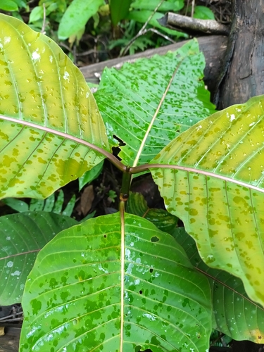 Palicourea guianensis, photograph 6