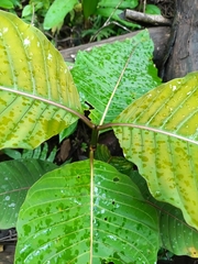 Palicourea guianensis, photograph (c) Guillaume Delaitre, some rights reserved (CC BY)