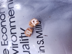 Naematelia encephala