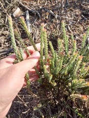 Leucadendron thymifolium, photograph (c) De Waal Hugo, some rights reserved (CC BY)