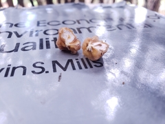 Naematelia encephala