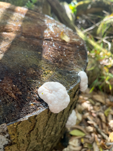 Lycoperdon observed 2026-04-25