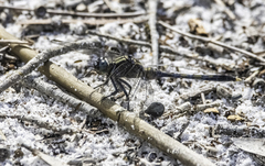 Orthetrum boumiera