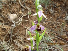 Trichodes leucopsideus