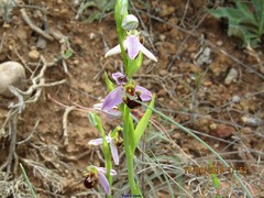 Trichodes leucopsideus