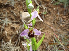 Trichodes leucopsideus