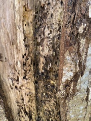 Dendroctonus
